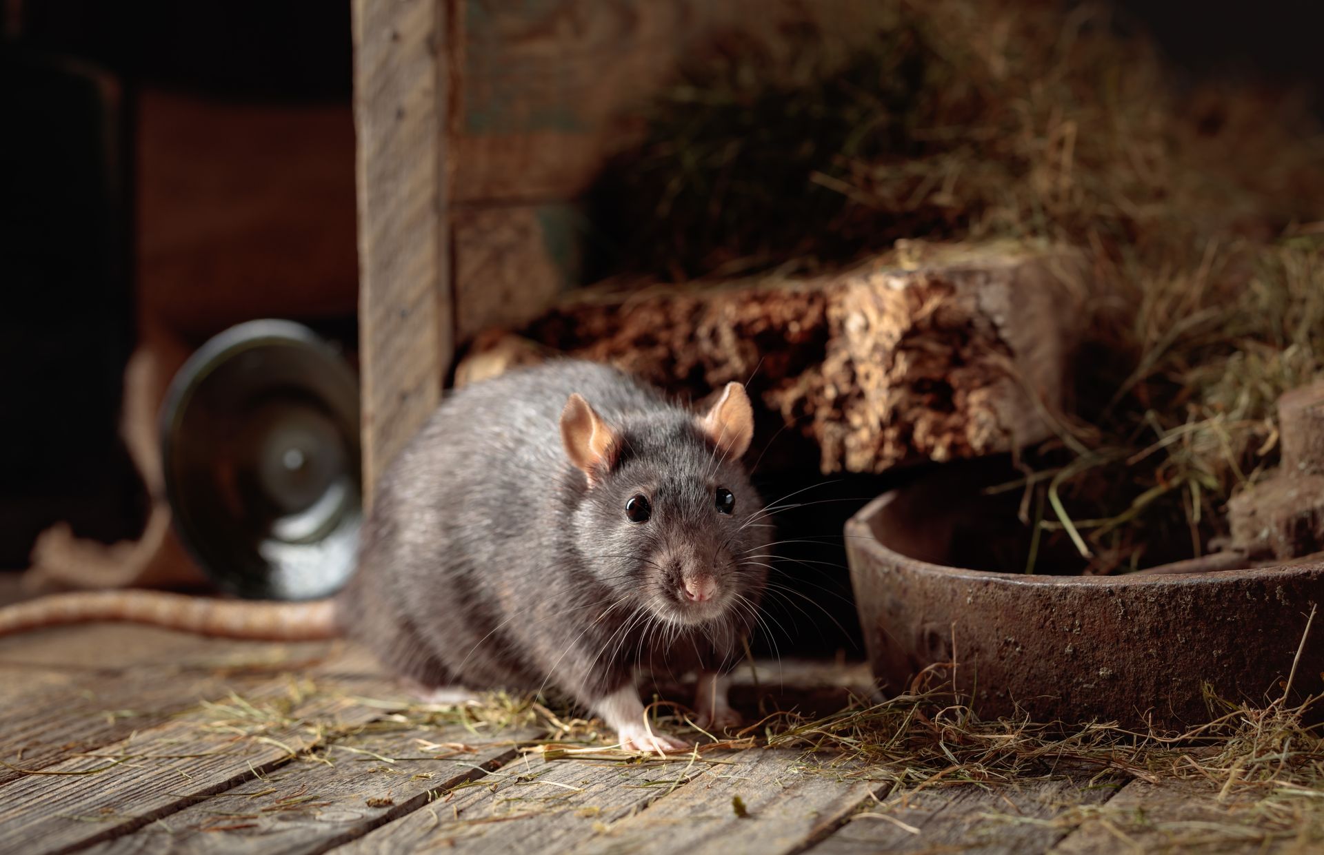 Rat in a wooden enclosure with a bowl; hay and shadows.