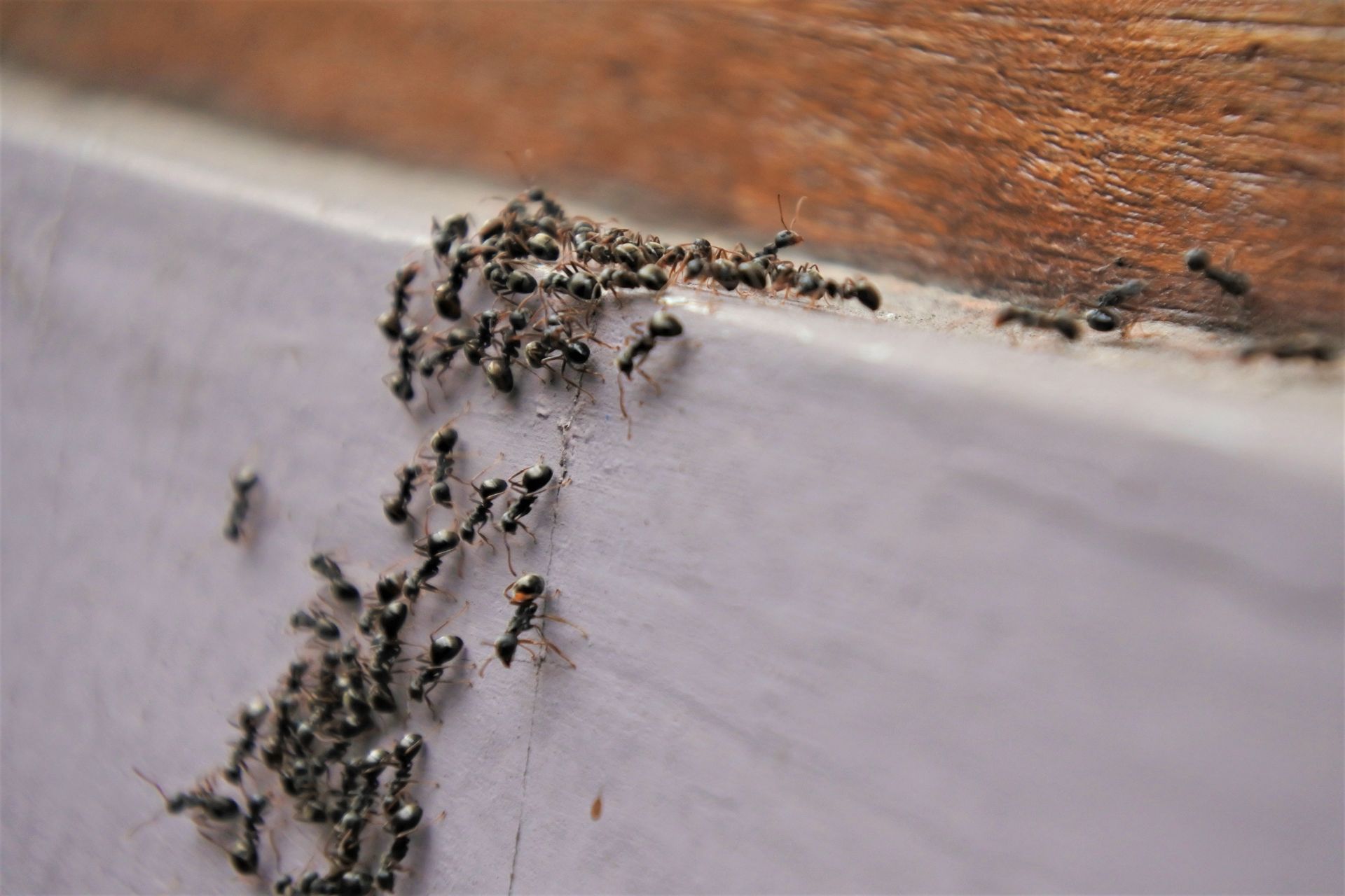 Black ants crawling on a white surface, near a wooden edge.