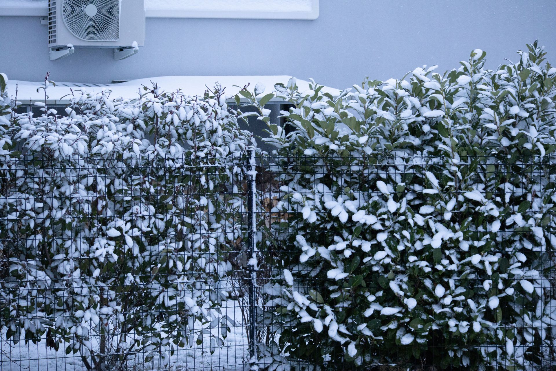 Snow-covered hedge and fence beneath a building air conditioner
