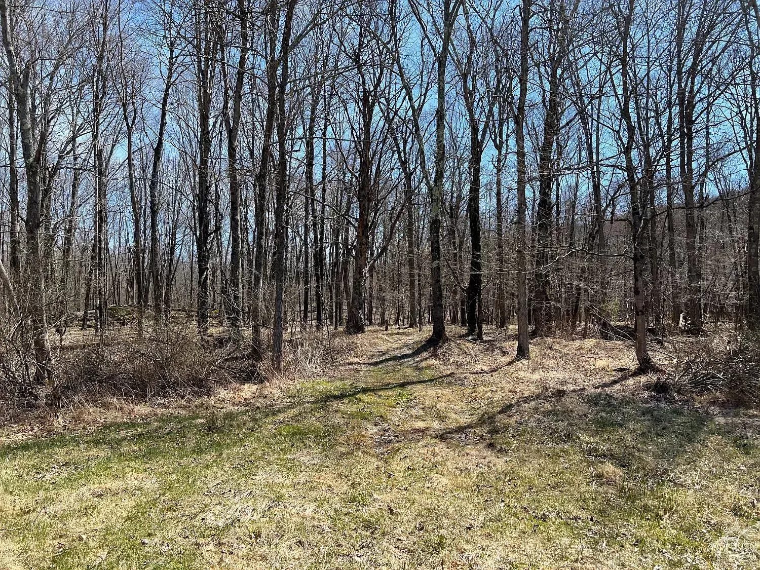 A lush green forest with trees without leaves on a sunny day.