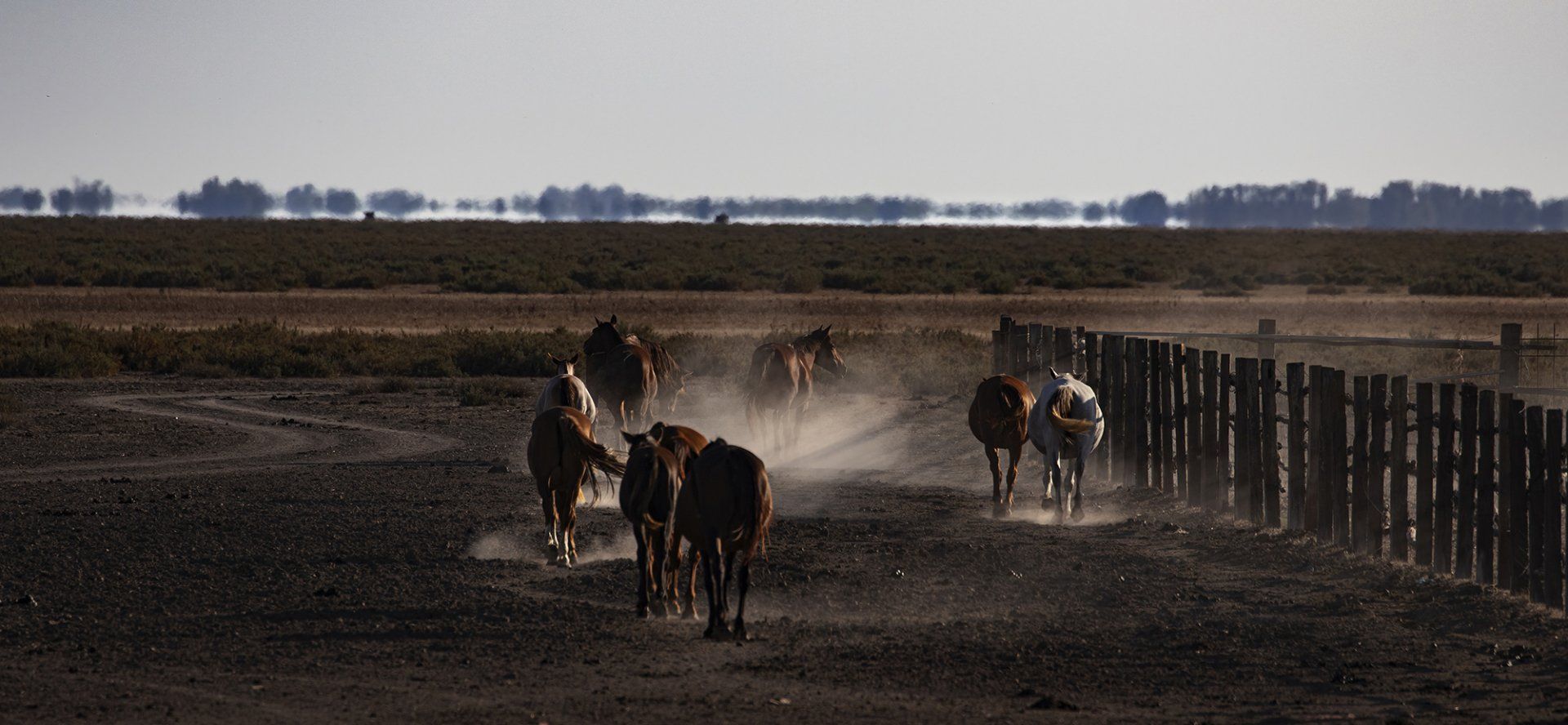 Wild Donana horses