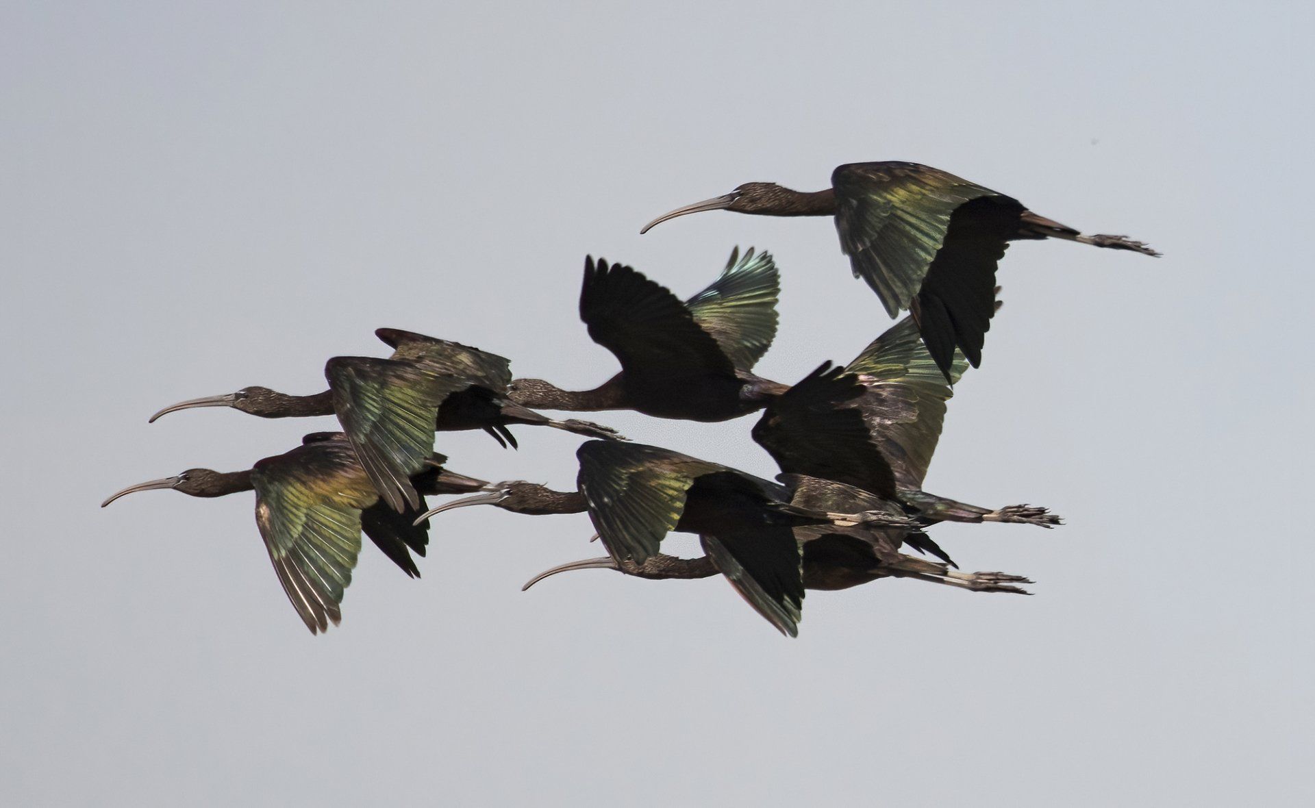 Glossy Ibis flock