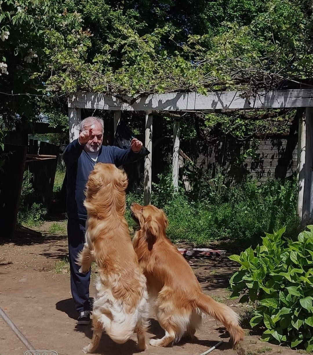 Un hombre al aire libre entrena a dos perros dorados para que se sienten y estiren la pata hacia él en un jardín.