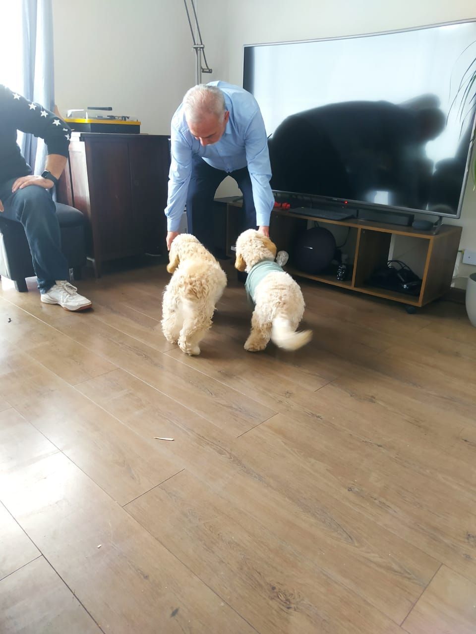 Adiestramiento Canino Profesional