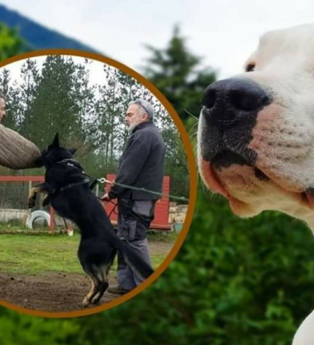 Adiestramiento Canino Profesional