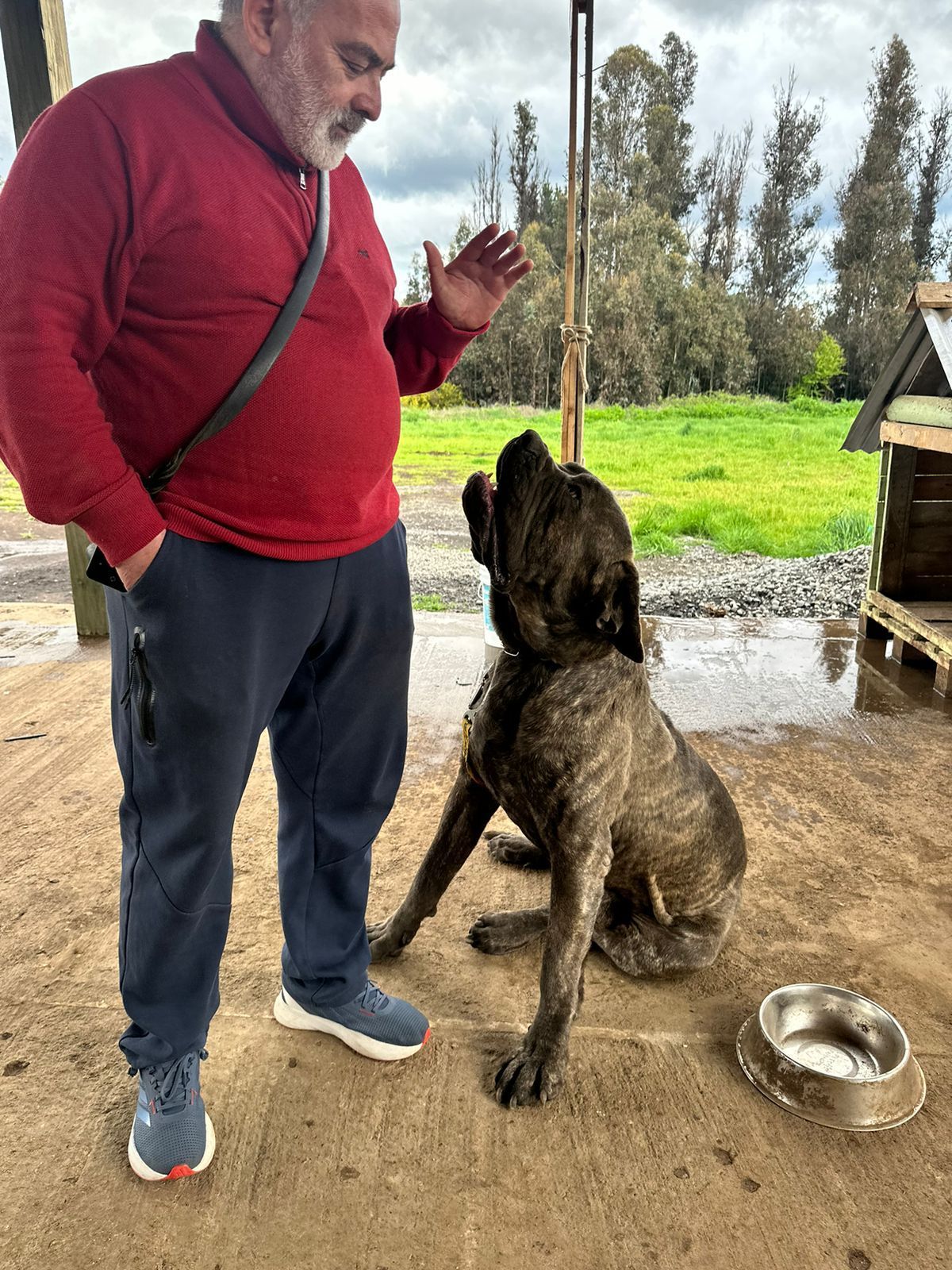 Adiestramiento Canino Profesional