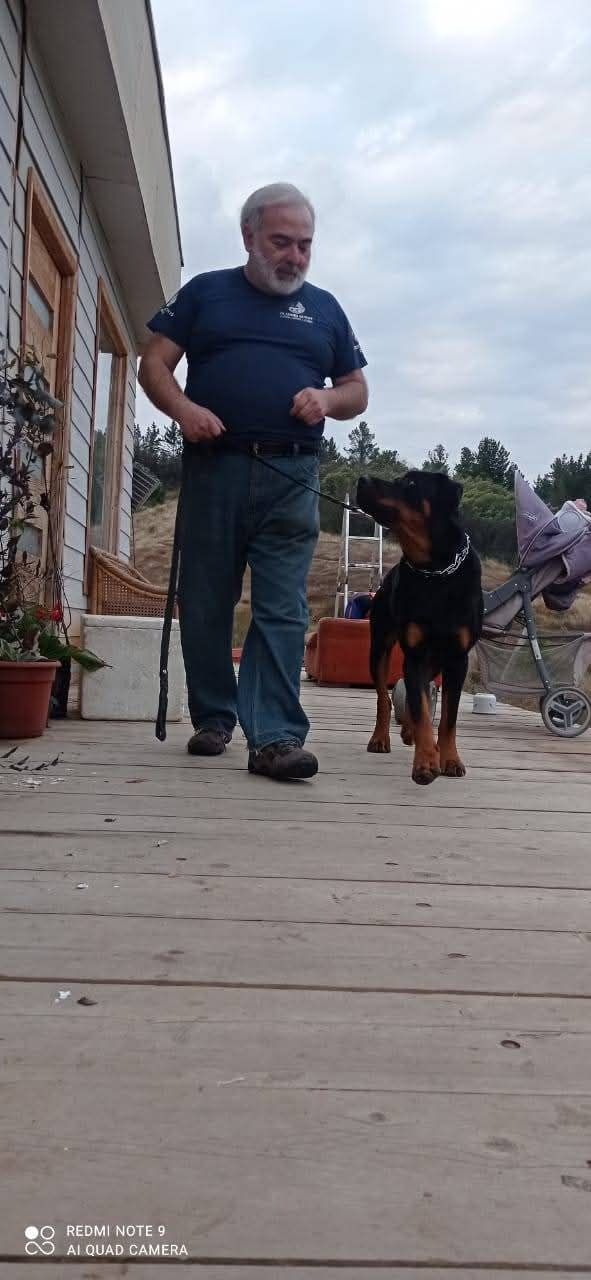 Adiestramiento Canino Profesional