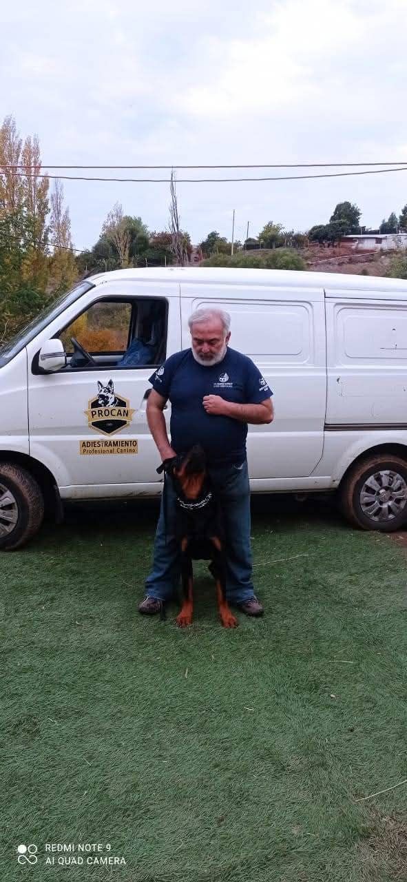 Adiestramiento Canino Profesional