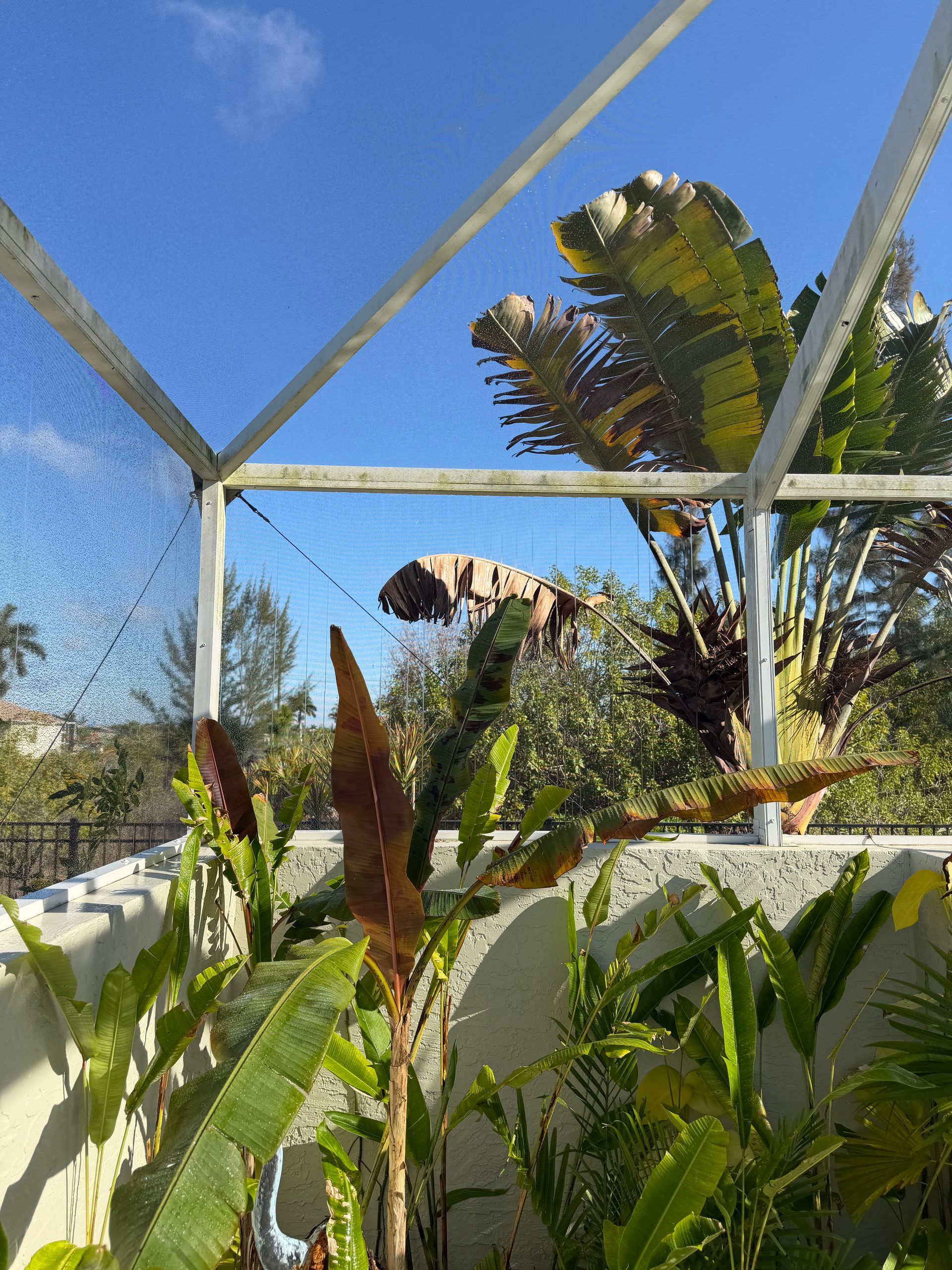 Tropical garden plants beside a white greenhouse frame under a clear blue sky