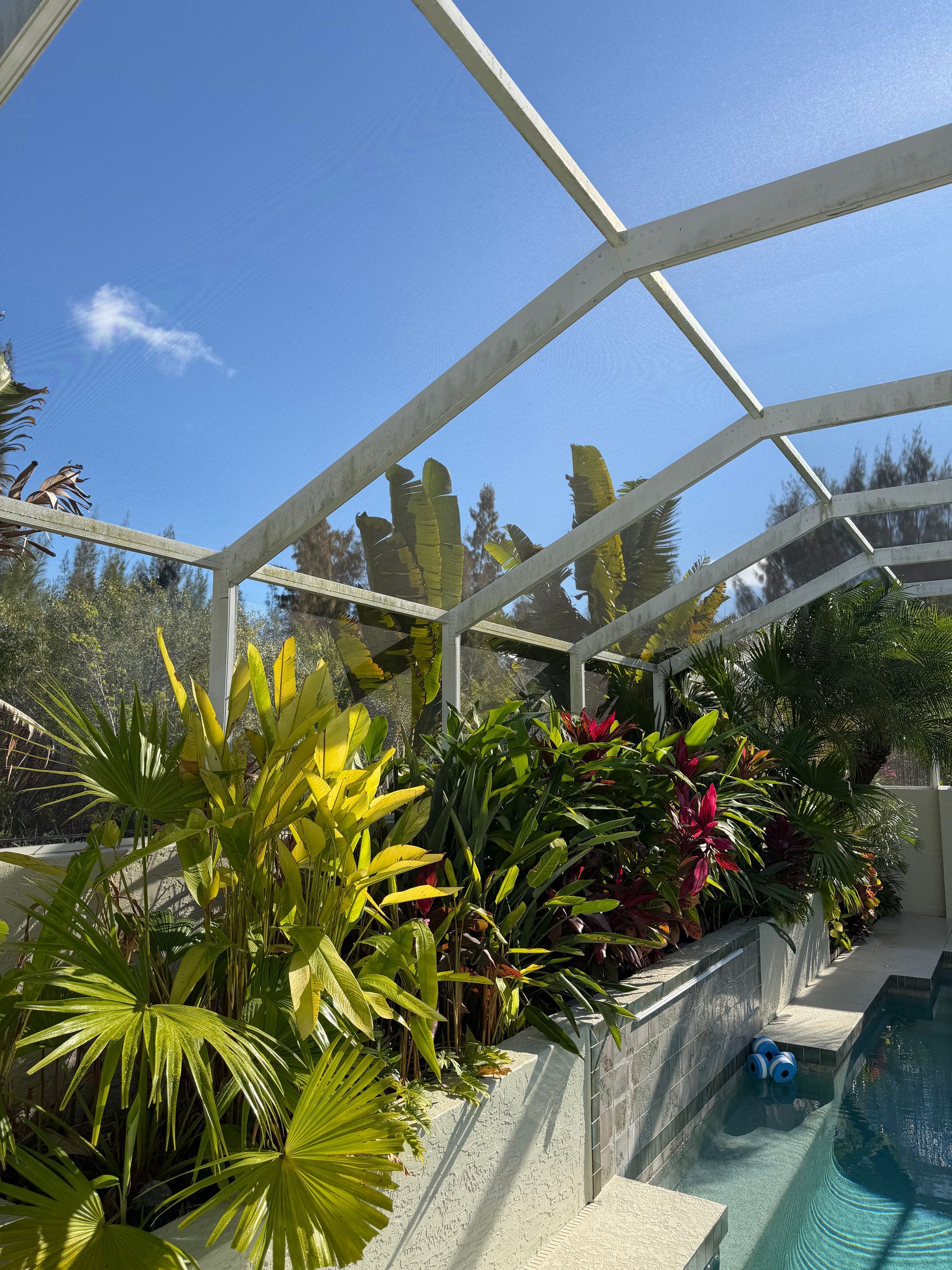 Tropical garden with lush plants beside a blue pool under a white screened enclosure and sunny sky