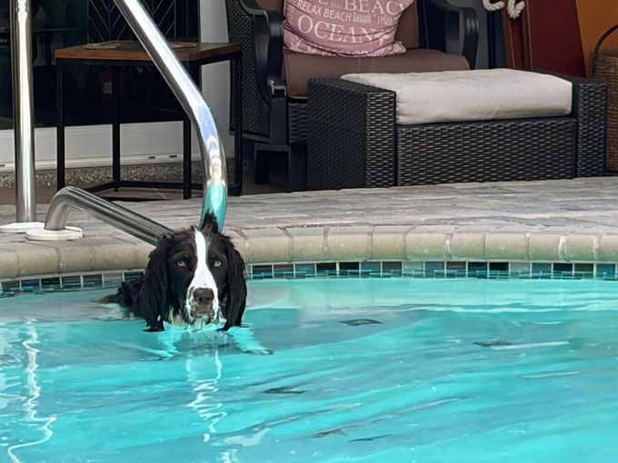 Black-and-white dog swimming in a pool beside a metal ladder, with patio furniture in the background