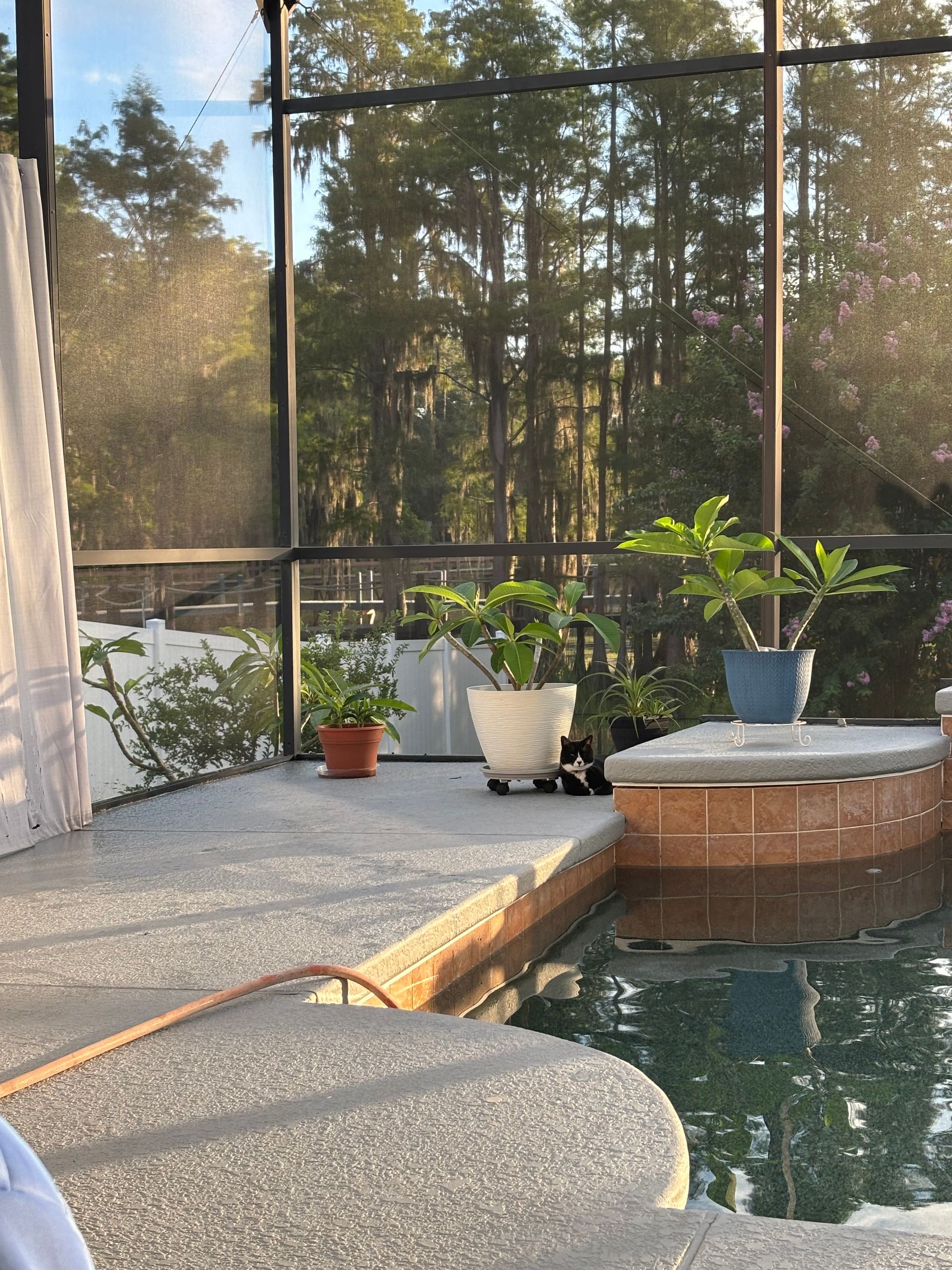 Patio with potted plants, pool, and screen enclosure against a forest background.