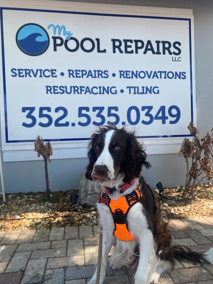 Black-and-white dog in orange harness sits before My Pool Repairs sign with phone number 352.535.0349