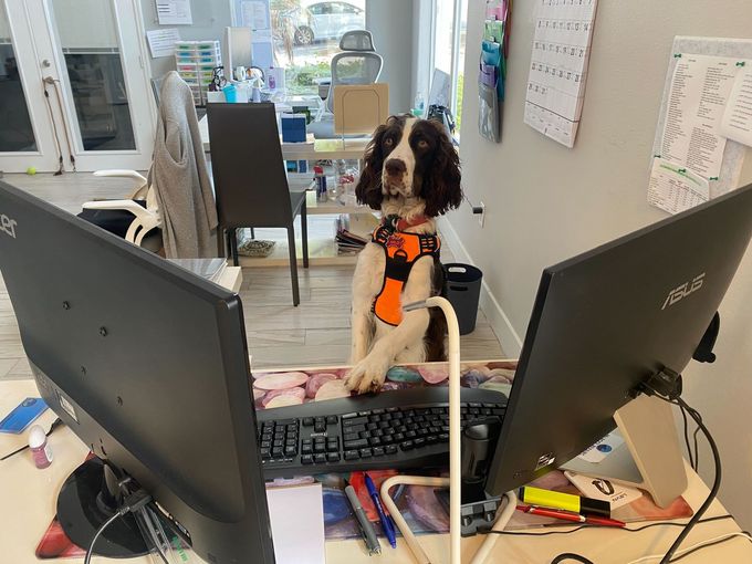 Dog in an orange vest sitting behind an office desk with dual monitors and a keyboard