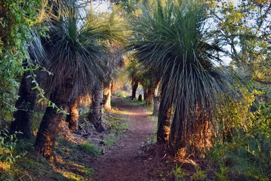 A Path In The Woods Surrounded By Palm Trees — Aaron Lee Painting Pty Ltd In Annandale, QLD
