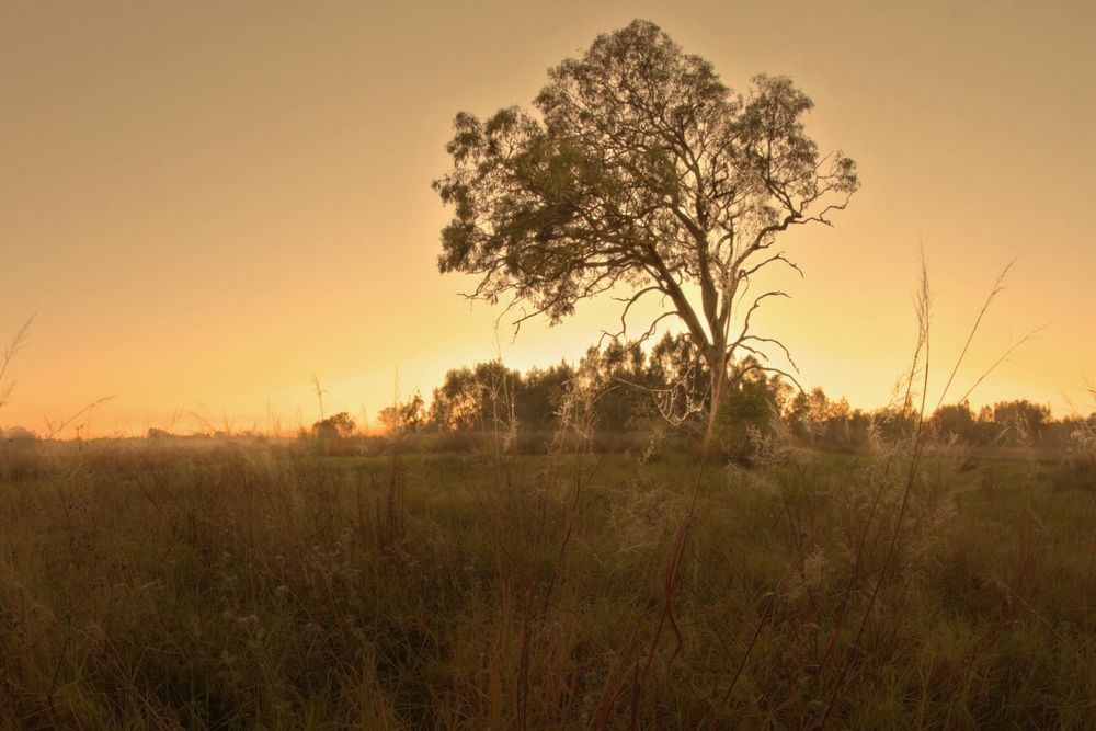 There Is A Tree In The Middle Of A Field At Sunset — Aaron Lee Painting Pty Ltd In Belgian Gardens, QLD