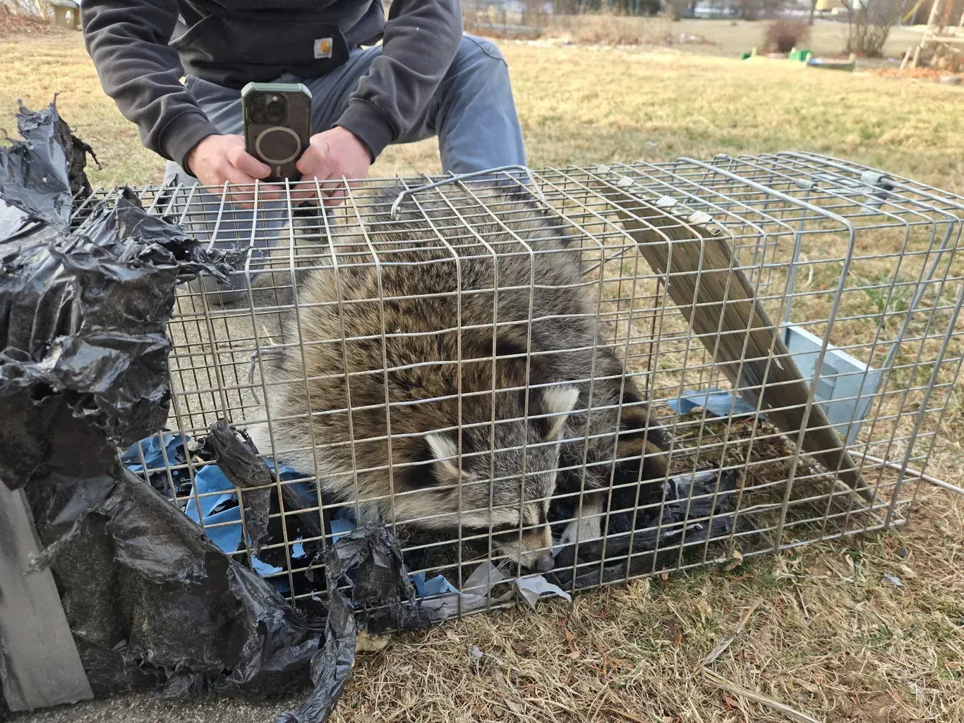 Person using a camera beside a wire cage trap holding a brown furry animal outdoors