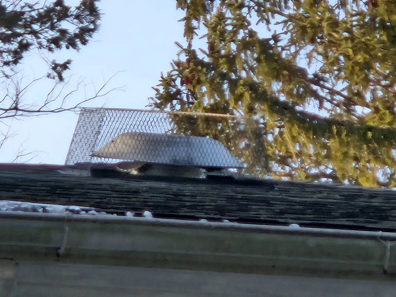 Snow-covered roof with a metal vent and tree branches above