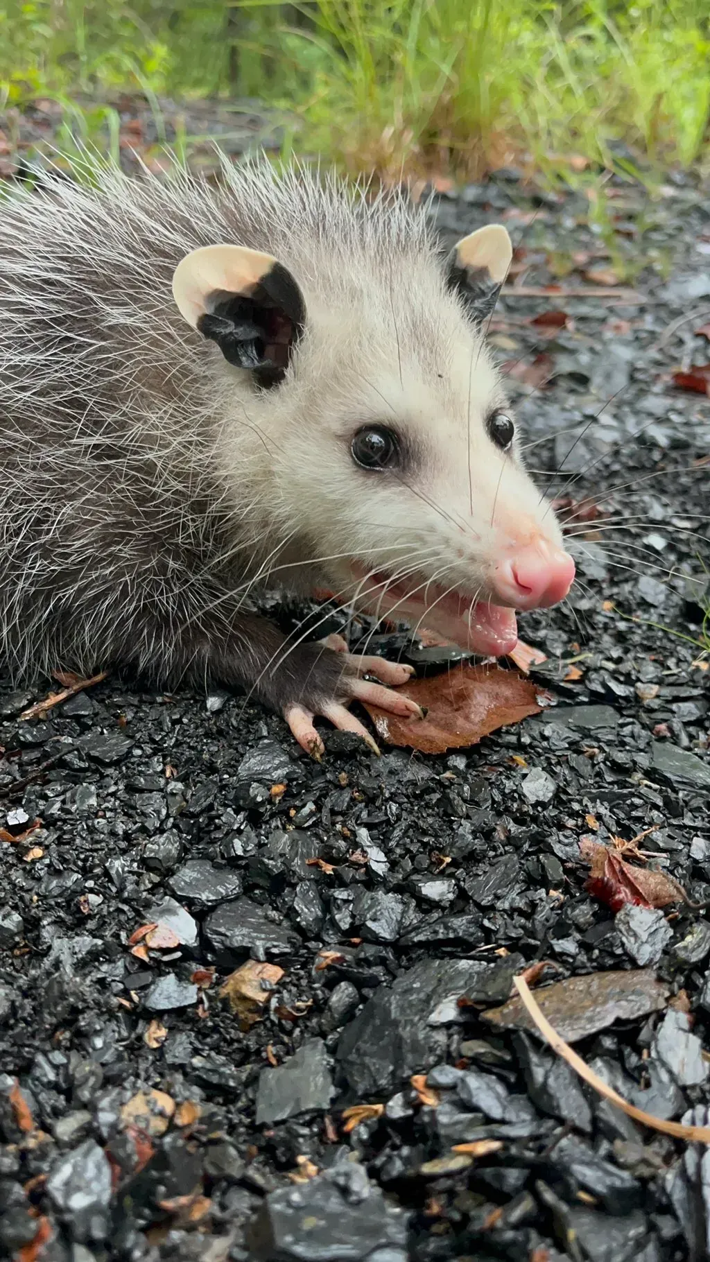 Small opossum on wet pavement, sniffing near a leaf, with grass in the background.