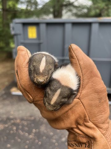 Two baby rabbits resting in a gloved hand outdoors, with a gray bin in the background