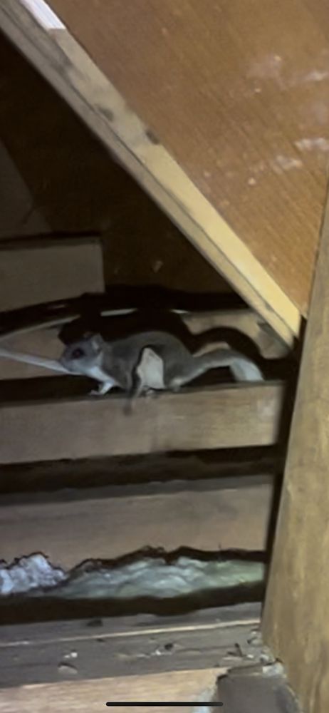 Black-and-white cat curled on a wooden shelf under a slanted attic ceiling