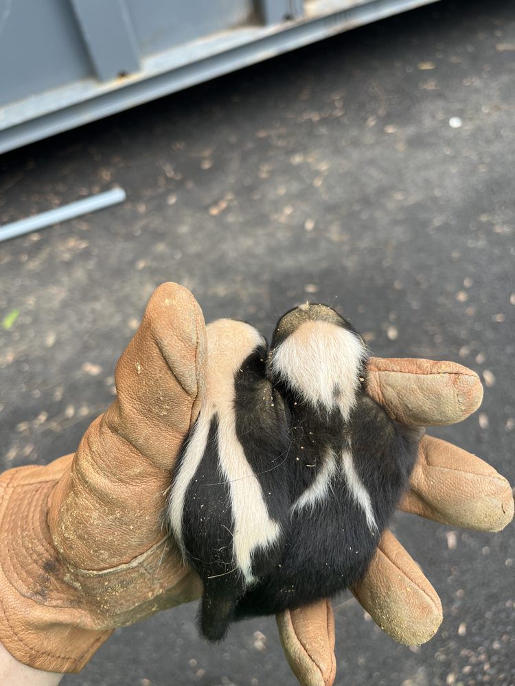 A gloved hand holding a small black-and-white skunk on pavement