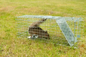 Brown rabbit in a wire cage trap on a grassy field
