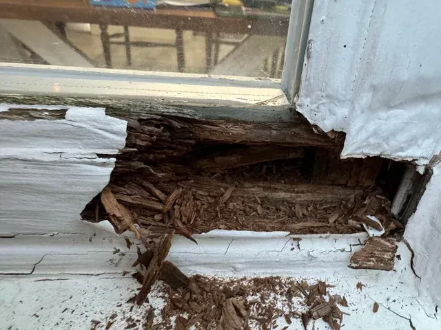 Close-up of a damaged, rotting wooden window sill with peeling white paint and exposed, decaying wood fibers.