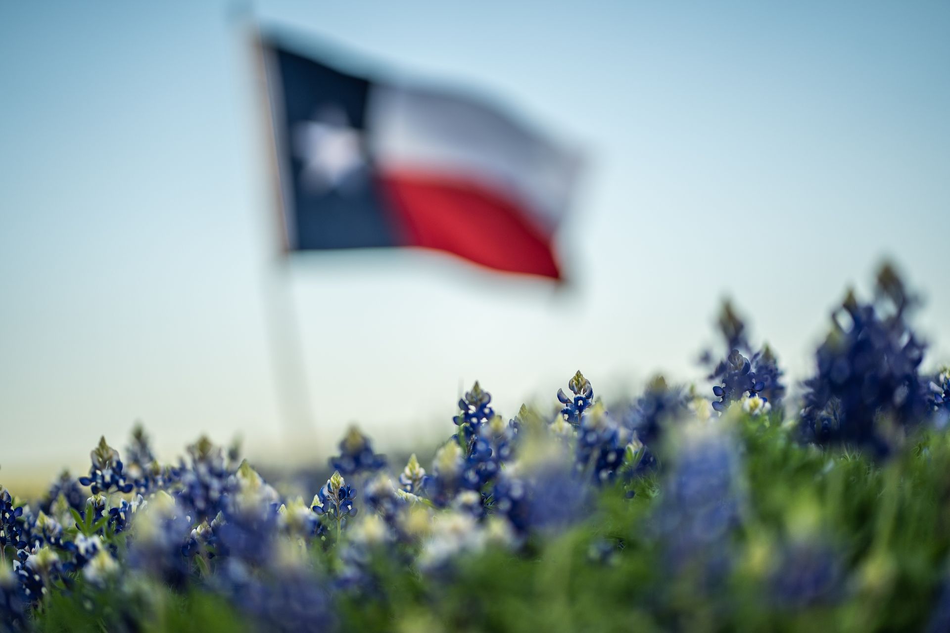 Texas flag above bluebonnets in a blurred field