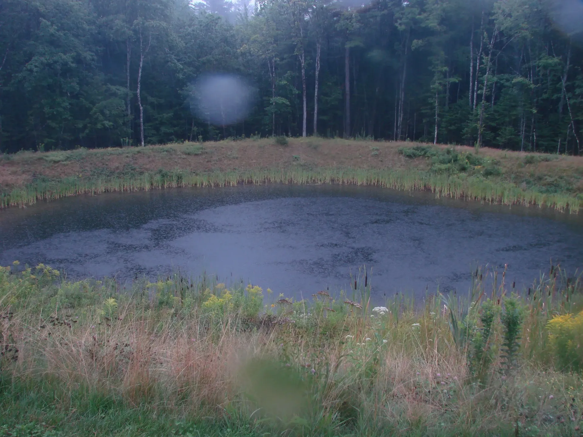 A small pond in the middle of a field with trees in the background.