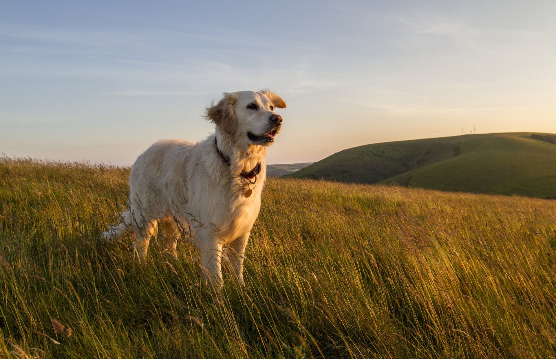 Inglis Vets now receives an average of 250 calls per month, with their best month receiving 412 calls