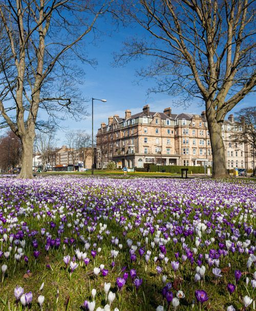 What We Do for Local Businesses in Harrogate