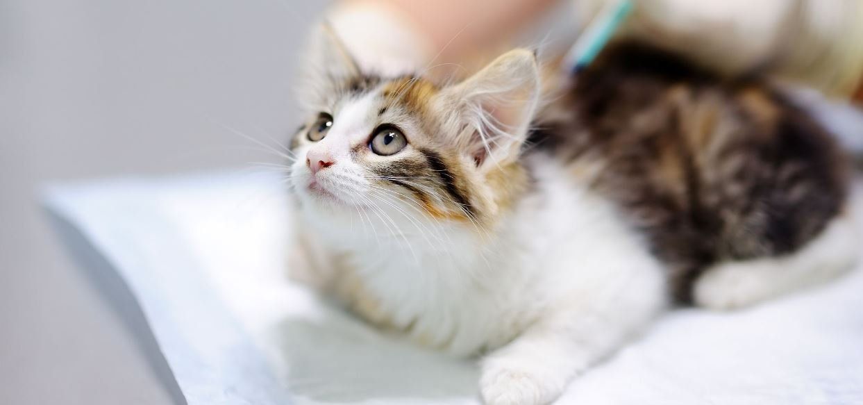 Through Infoserve Marketing our specialist product teams worked together as one to drive over 30,000 website visitors to Inglis Vets.