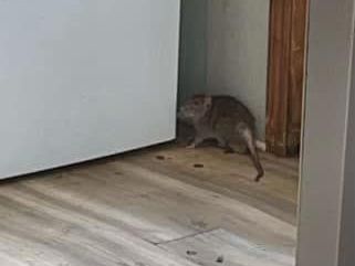 pest control Union County SC