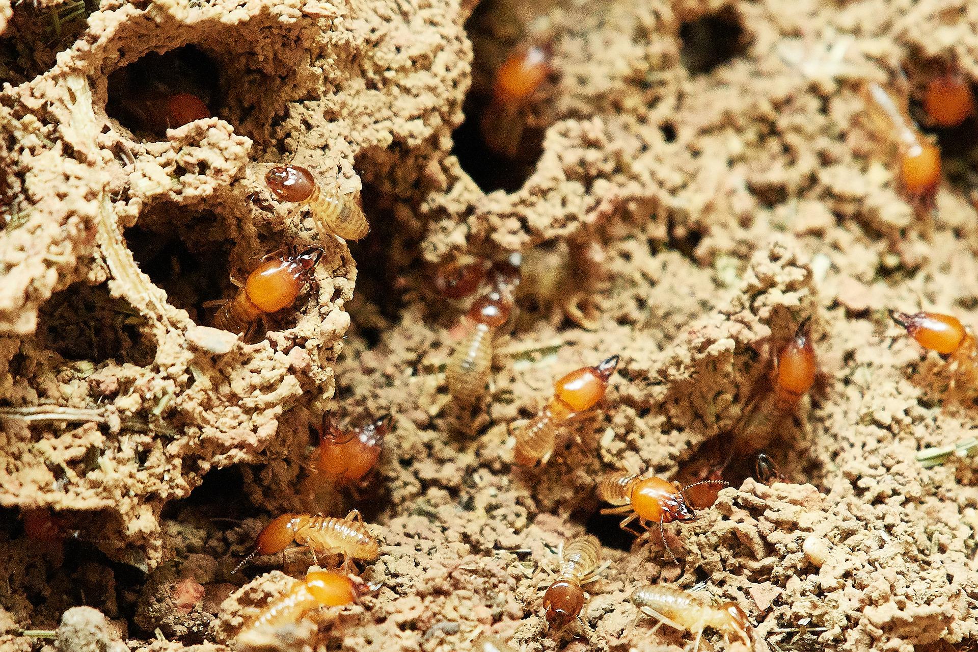 Pest control Service, Pest Control Company, Local Pest Control, Best Pest Control Service, Environmentally Friendly Pest Control, Eco-Friendly Pest Control, Pet Safe Pest Services, Kid Safe Pest Services, Emergency Pest Control, Indoor Pest Control, Integrated Pest Management, Home Pest Control Service, General Pest Inspection, Residential Pest Control, Commercial Pest Control, Hotel Pest Control, Restaurant Pest Control, Office Pest Control, Ant Extermination, Ant Pest Control, Bed Bug Extermination, Bed Bug Pest Control, Bee Extermination, Bee Pest Control, Carpet Beetle Extermination, Carpet Beetle Pest Control,Cockroach Extermination , Cockroach Pest Control, Cricket Extermination, Cricket Pest Control, Flea & Mite Extermination, Flea & Mite Pest Control, Hornet & Wasp Extermination, Hornet & wasp Pest Control, Mosquito Extermination, Mosquito Pest Control, Rodent Extermination, Rodent Pest Control, Rat Extermination, Rat pest Control, Silverfish Extermination, Silverfish Pest Control, Spider Extermination, Spider Pest Control, Termite Extermination, Termite Pest Control, Termite Moisture Control, Termite Remediation, Termite Inspection for Home Sales, Union County SC, Union SC, Jonesville SC, Spartanburg County SC, Spartanburg SC, Converse Heights Spartanburg SC, Greer SC, Greenville County, Greenville SC, Fountain Inn SC, Simpsonville SC, Pickens County SC, Easley SC, Cherokee County SC, Gaffney SC, East Gaffney SC, Greenwood County, Greenwood SC, Anderson County SC, Anderson SC