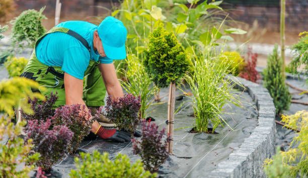 A man is planting plants in a garden.