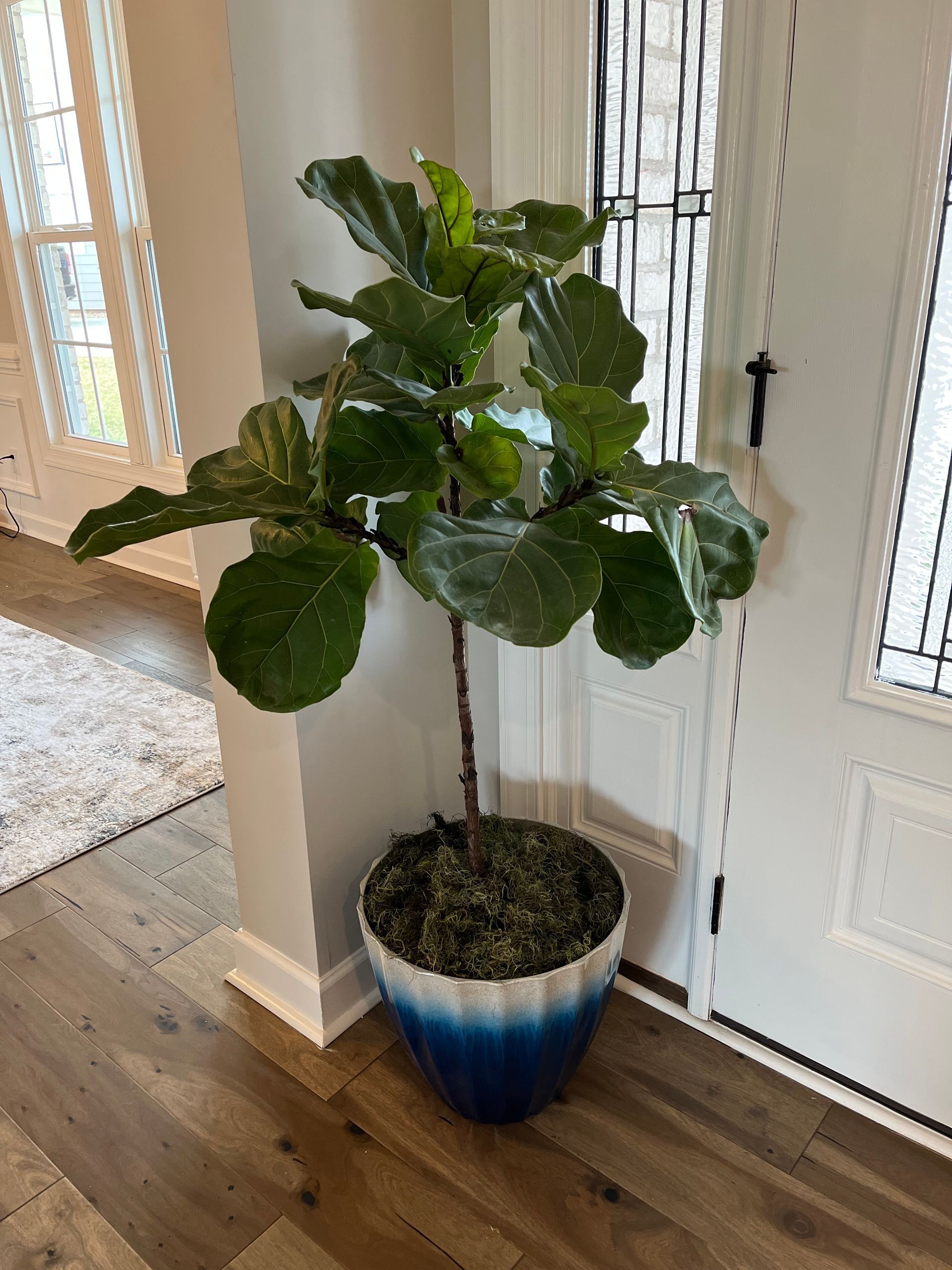 Fiddle-leaf fig tree in a blue and white pot, beside a white door, indoors.