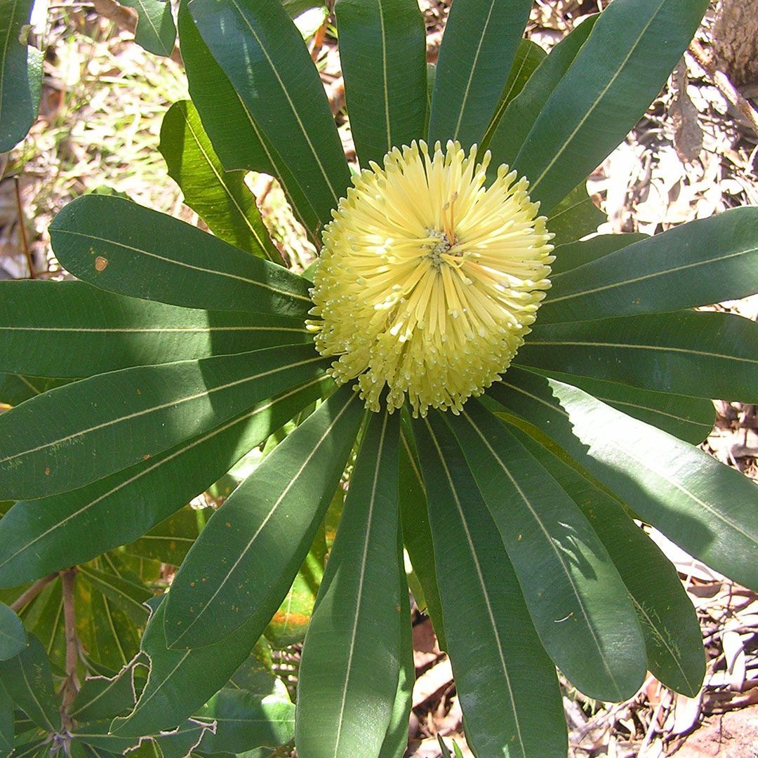 Yellow cylindrical brush like native flower with serrated edged green leaves
