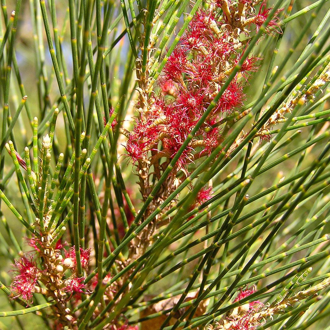 Red native flower with long thin red leaves