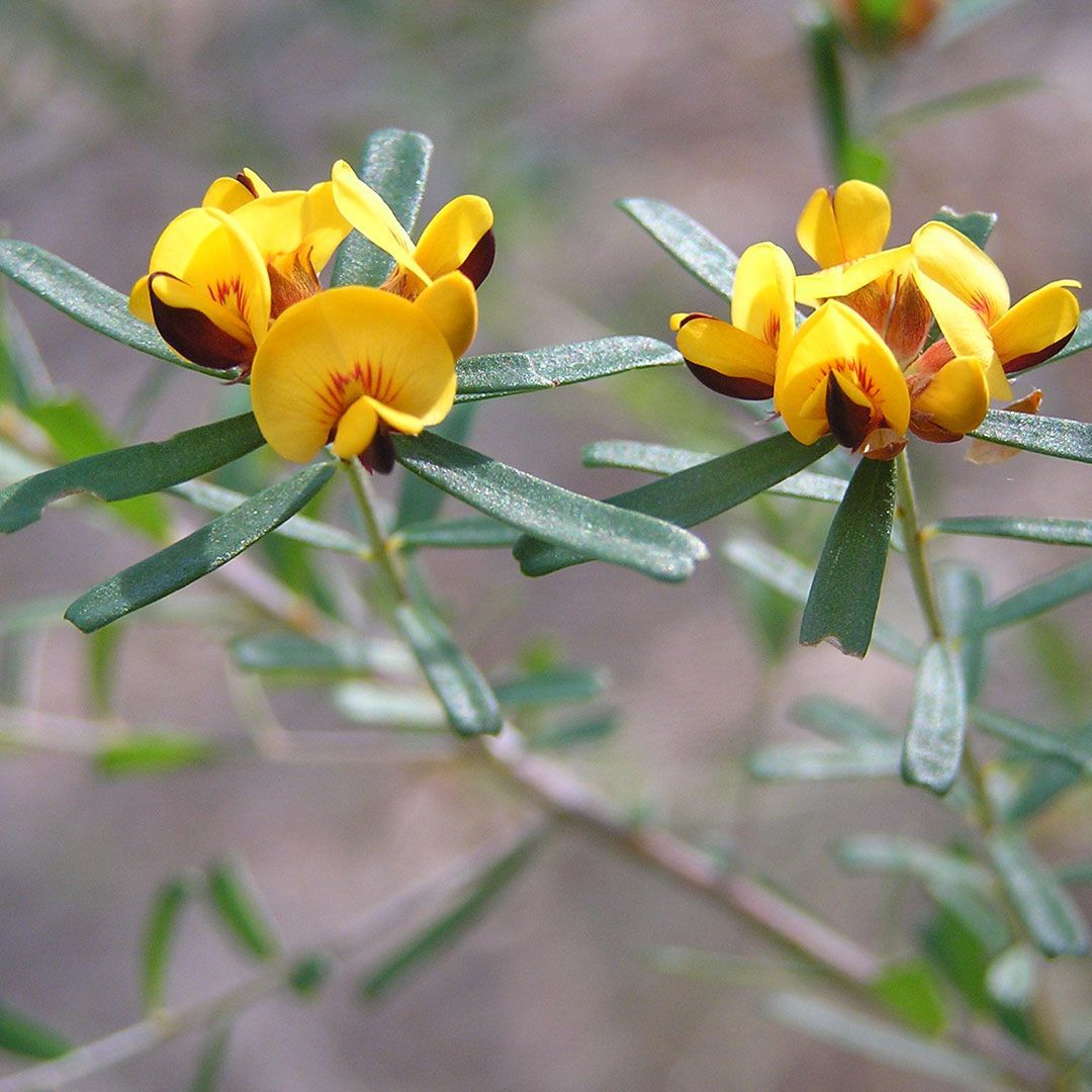 Yellow native flower and green leaves
