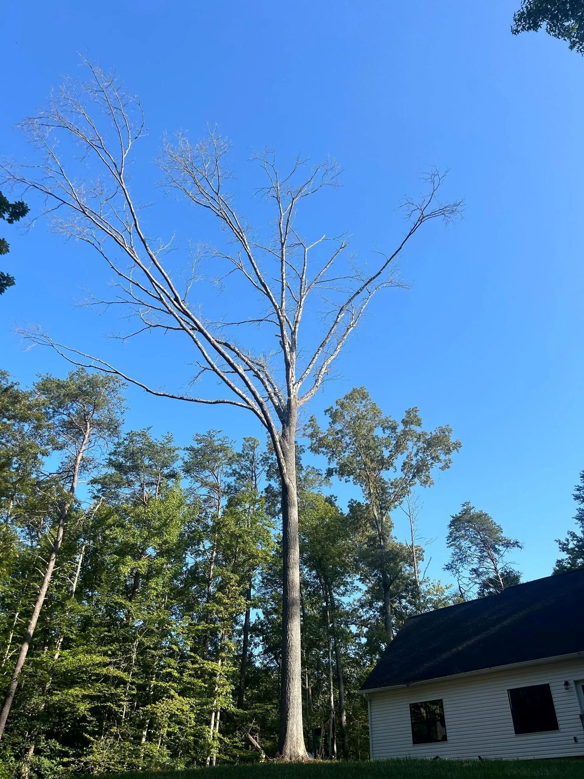 A large, bare tree stands against a bright blue sky, positioned next to a small, white house in a wooded area.