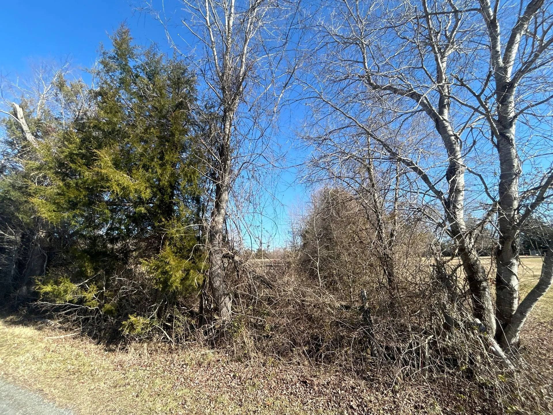 A dense row of evergreen and bare deciduous trees against a bright blue sky on a sunny, winter day.