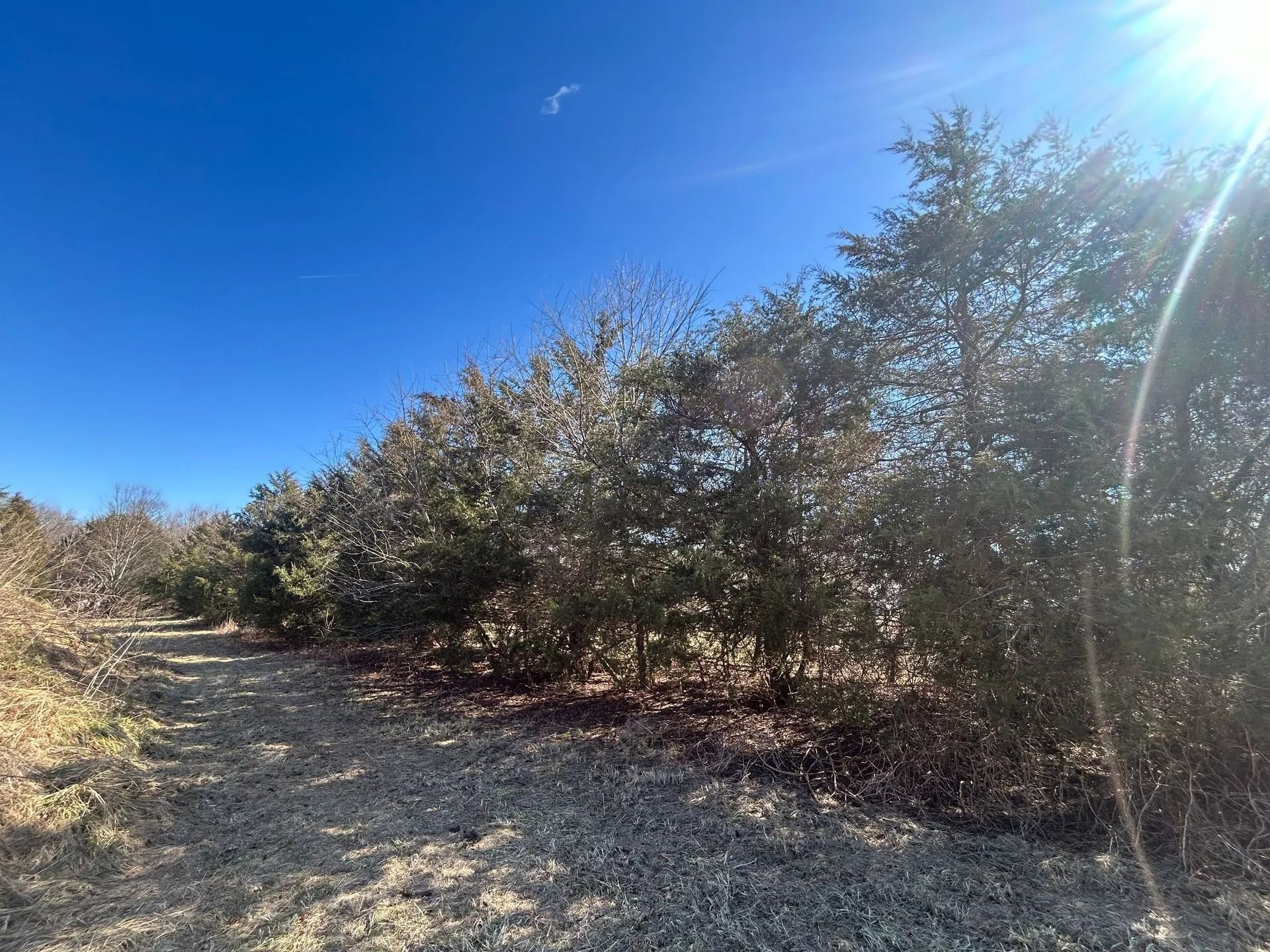 A row of evergreen trees lines a dirt path under a bright blue sky with a sun flare.