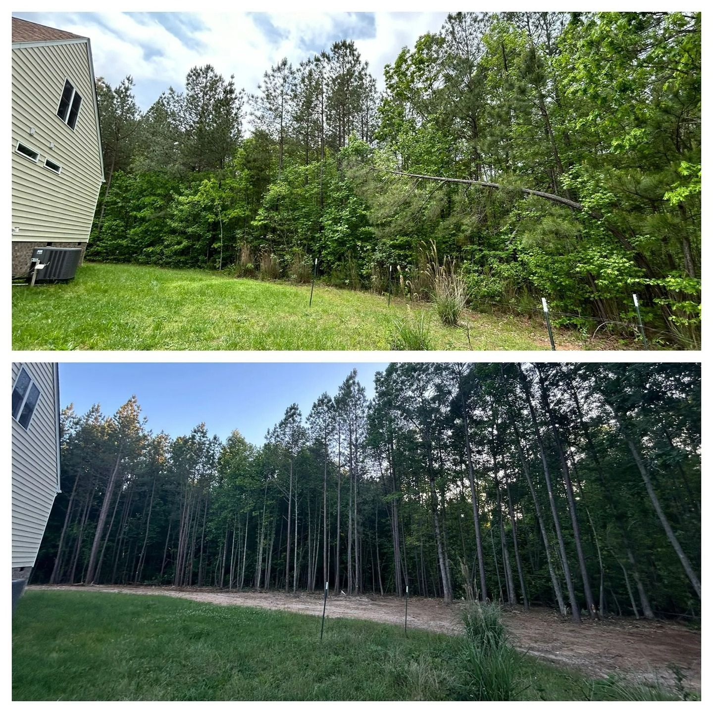 Before and after comparison of a backyard showing the removal of dense undergrowth beneath a line of tall trees.