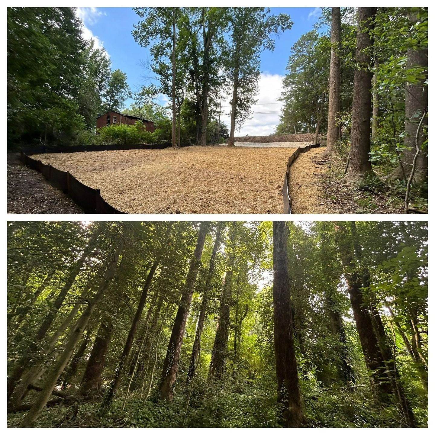 Before-and-after comparison of a wooded area: one shows a cleared, mulched lot with silt fencing; the other shows dense trees.