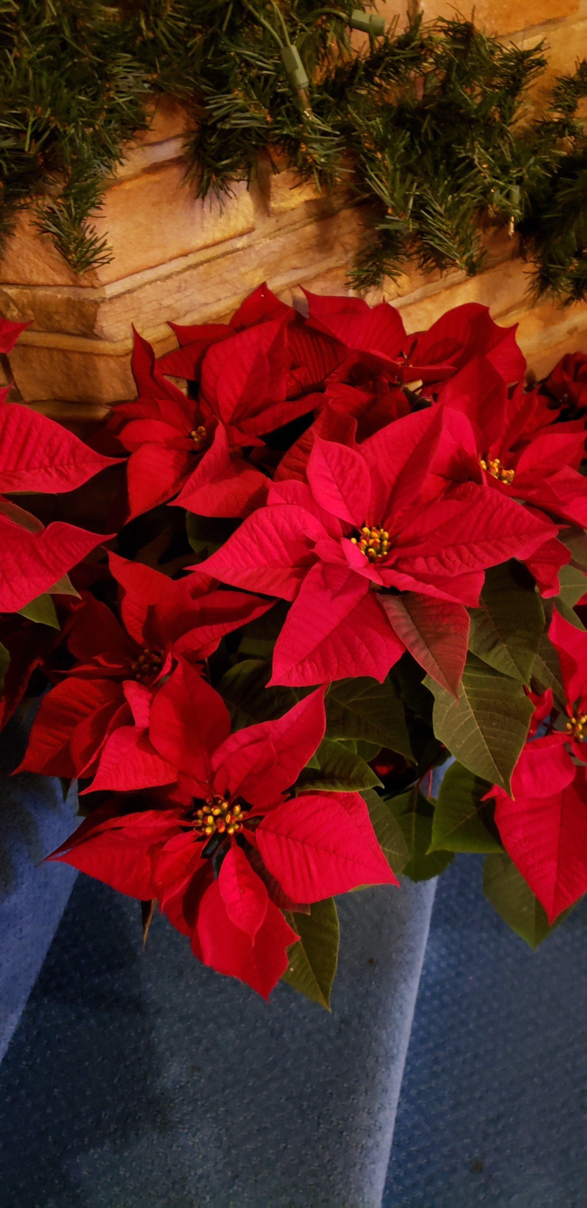 Red poinsettias in a blue planter beside green garland and a tan wall