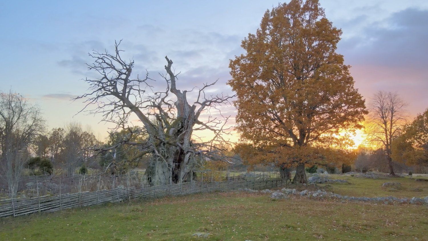 Sunset over a field with stone walls and two trees: one bare, one with orange leaves.
