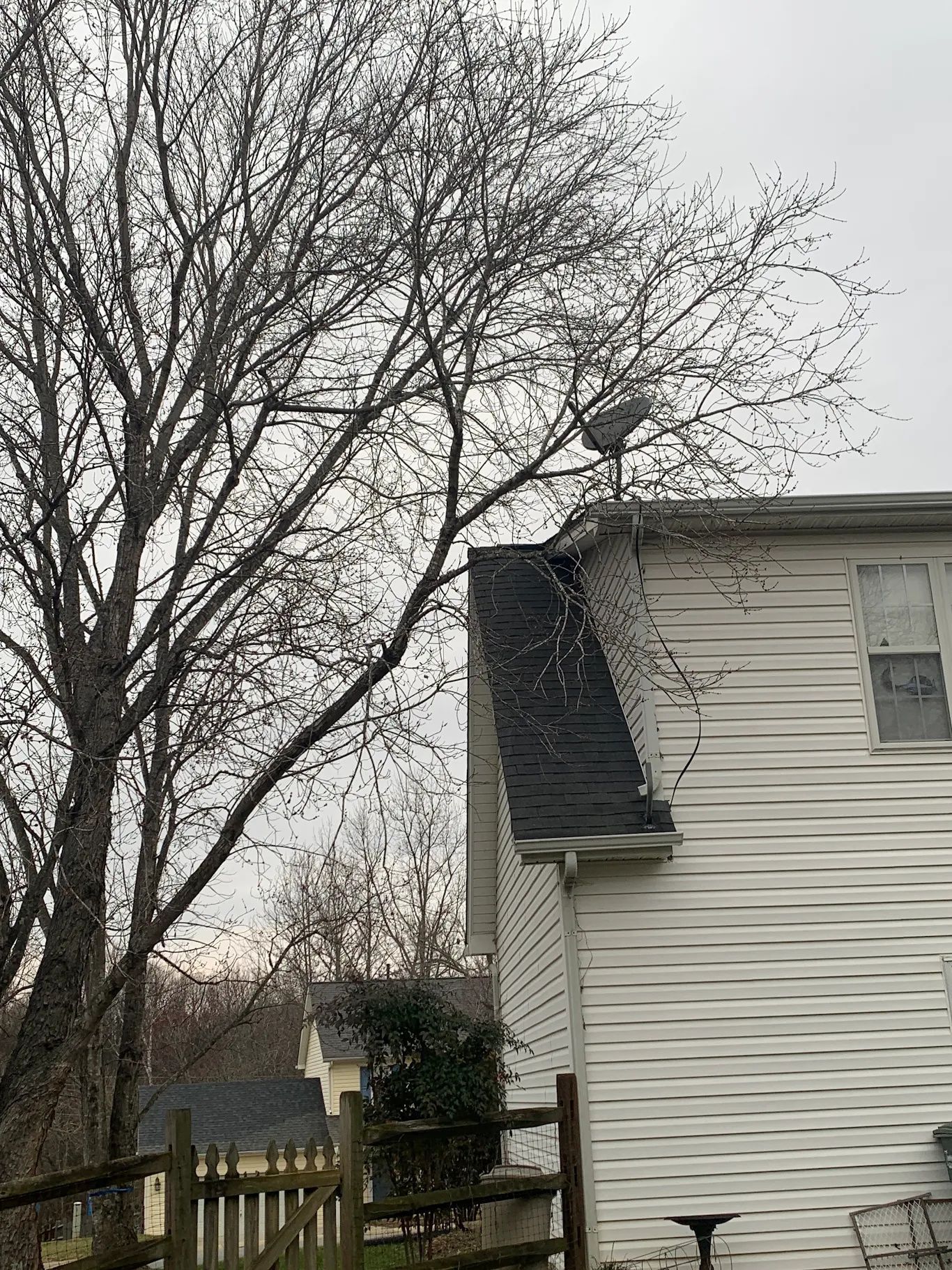 Potentially hazardous leafless tree over a white house with a dark roof and a wooden fence