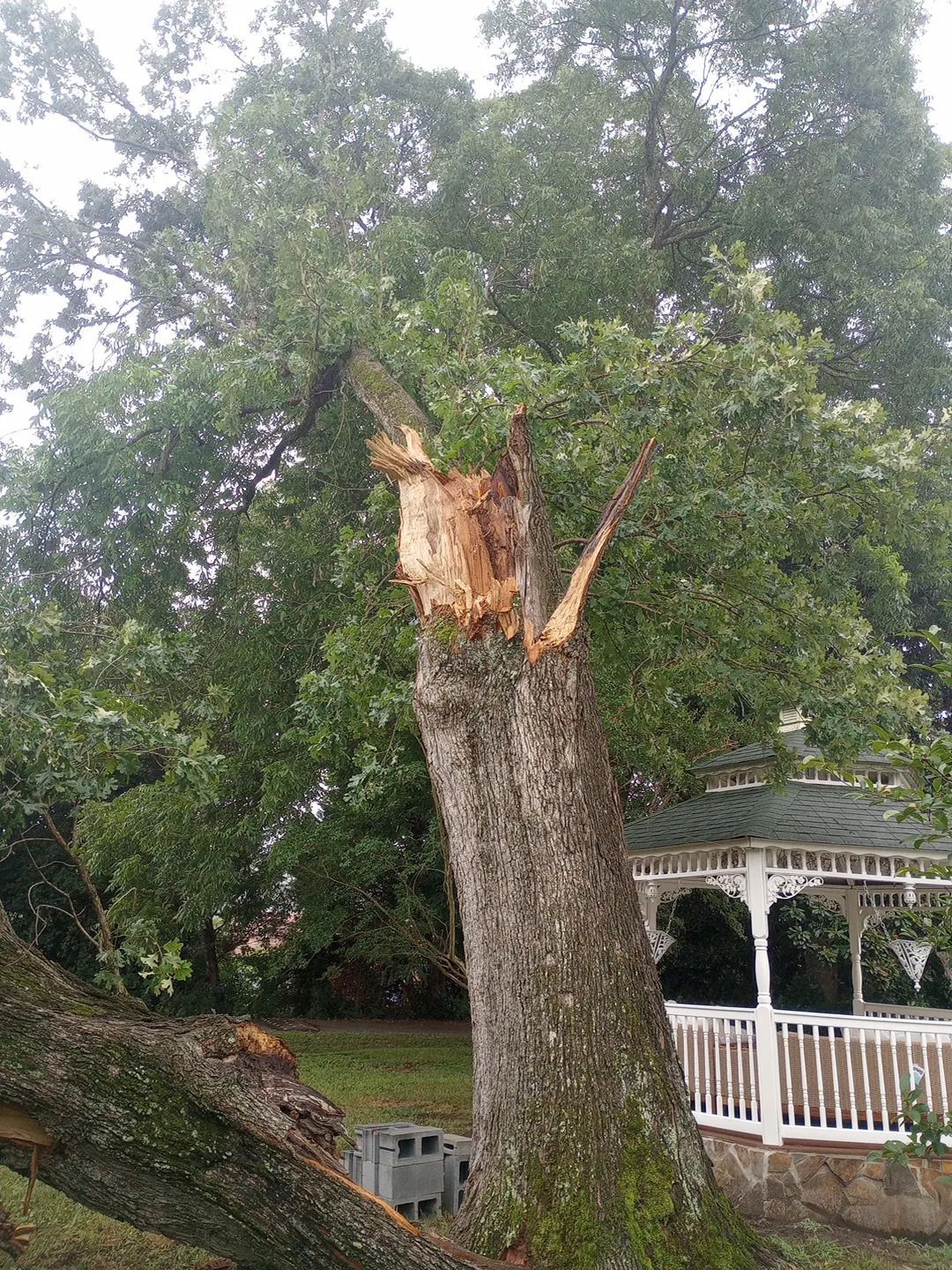 Hazardous split tree trunk in a yard beside a white gazebo, with dense green trees in the background.