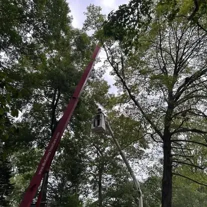 A cherry picker lifts a worker high among tall trees in a wooded area.